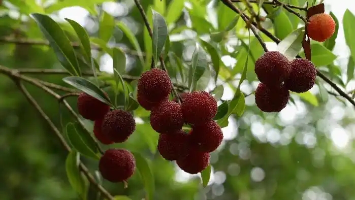 贵州榕江：应季水果“甜蜜”上市