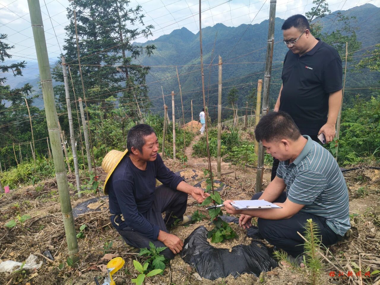 【树立和践行正确政绩观】田间地头办实事！三江乡以实干护航产业